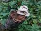 Borostás egyrétűtapló (Trametes hirsuta), Budai-hegység